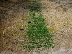 Area of brown dry bermudagrass with a patch of dark green
