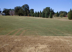 Lawn with tracks of brown grass