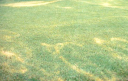 Area of green grass with scattered areas of yellow grass from herbicides