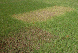 Field of grass with rectangular patches of green and brown