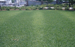 Field of grass with lines of light and dark green grass