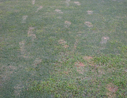 Field of grass with spots of brown from ammonium nitrate