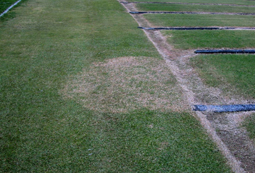 Field of grass with an area of damaged brown grass.