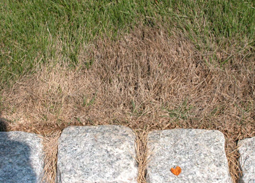 Brown grass next to a path