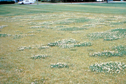 Field of yellow grass with patches of white clover