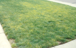 Patch of grass with yellow spotting