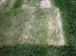 Bermudagrass with patch of white among the grass