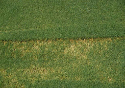 Patch of bentgrass with spots of yellow