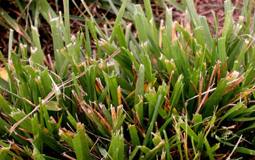 Close-up of grass blades damaged by a dull mower blade