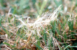 Grass blades shredded by dull mower blade