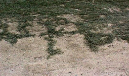 Area of compact sand colored soil with no grass growing next to grass