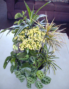 Combination gardens can be medium to large, free-standing containers or smaller, tabletop arrangements, used as a centerpiece.