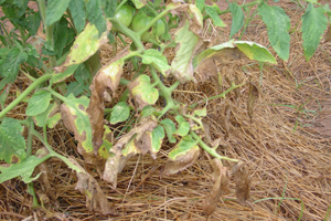 Early blight on tomato plant leaves.