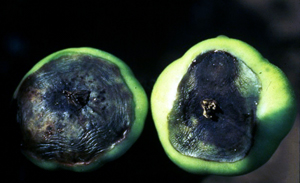 Blossom-end rot on tomatoes.