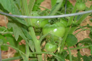 Green tomatoes on the vine