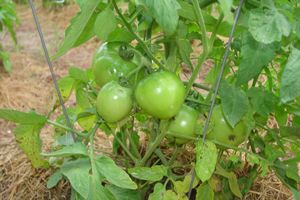 Green tomatoes on the vine