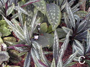 Figure 10. Examples of successful combinations using various foliage textures and colors. C. Planting of Kaempferias.