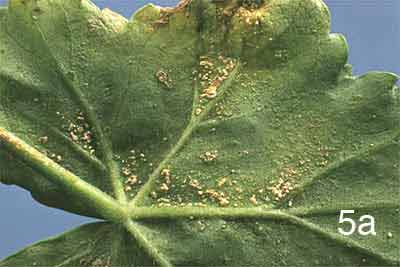 Underside of Alocasias and Colocasias leaf.
