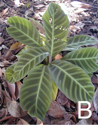 Figure 5. Regeneration and growth of plants in the Savannah Trial garden. B. <em>Calathea tigrinum. </em>