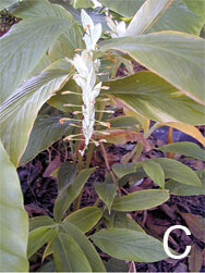 Globba 'White Dragon' plant with flowers