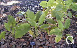 Figure 5. Regeneration and growth of plants in the Savannah Trial garden. G. Calathea (Ice Blue)