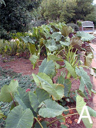Figure 6. Trial areas at the Research and Education Gardens, Griffin, GA. A. Full sun.