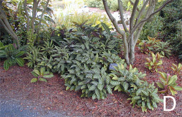 Figure 6. Trial areas at the Research and Education Gardens, Griffin, GA. D. Full shade.