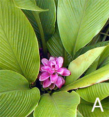 Curcuma 'Aussie Plume' flower