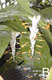 Globba 'White Dragon' flower