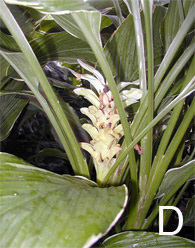Curcuma 'Emperor' flower and leaves
