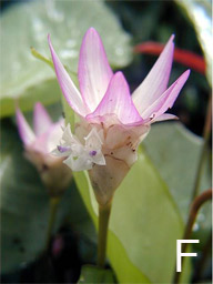 Calathea 'Silver Plate' flower