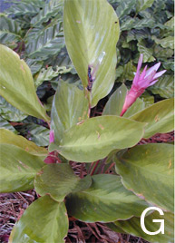 Calathea 'Kopper Krome' foliage and flower