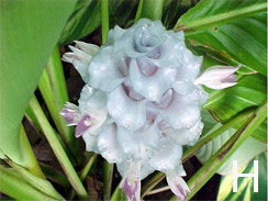 Calathea 'Ice Blue' flower
