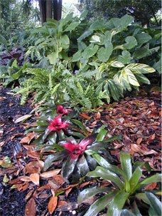 Tropical plants growing in a landscape