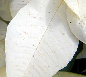 Macro photo demonstrating tan and brown specks (7d).