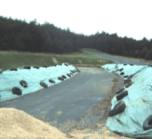 Path between composting mortality windrows with fleece held down by tires