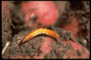 wireworm