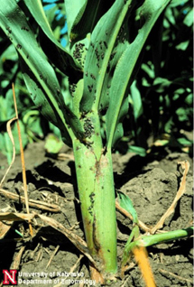 chinch bugs on sorghum stalk