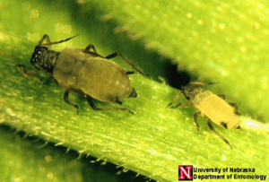 corn leaf aphids