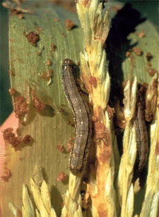 fall armyworms