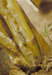 southwestern cornstalk borer tunneling in a sorghum stalk