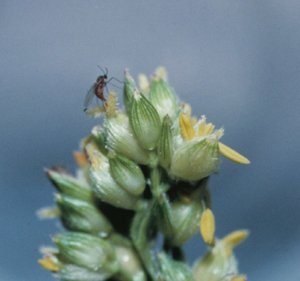 sorghum midge on sorghum panicle