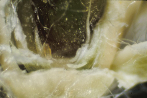 sorghum midge larva in sorghum flower