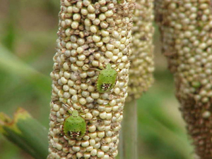 southern green stink bug nymphs on pearl millet