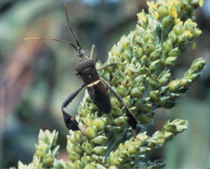 leaffooted bug on sorghum panicle