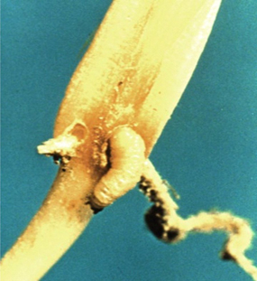 rootworm in a plant bud