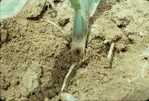 insect feeding destroying main stem