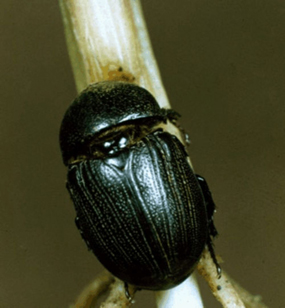 sugarcane beetle
