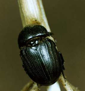 adult sugarcane beetle