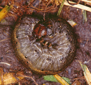 cutworm caterpillar